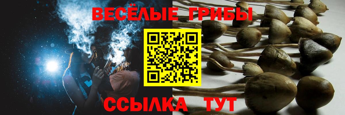 Галлюциногенные грибы Psilocybine cubensis Новошахтинск